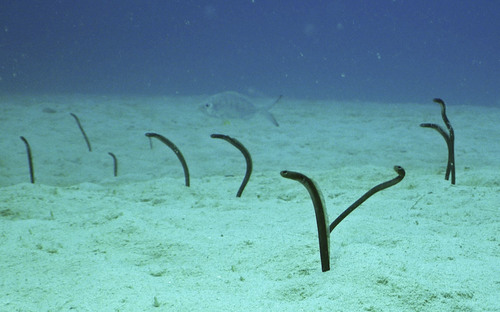 Brown Garden Eel (Heteroconger longissimus) — Congridae — 3