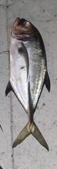 Caranx