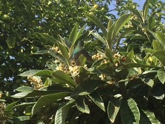 Sephanoides sephaniodes