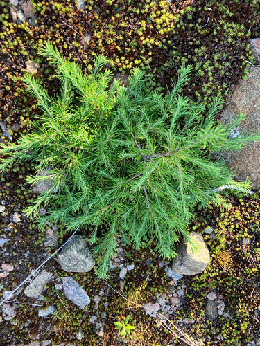 tamarack