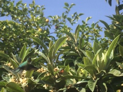 Sephanoides sephaniodes