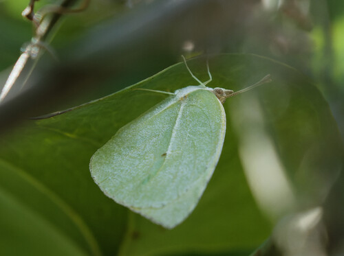 Lyside Sulphur