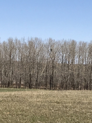 Corvus corax principalis