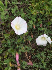 Calystegia purpurata