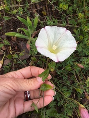 Calystegia purpurata