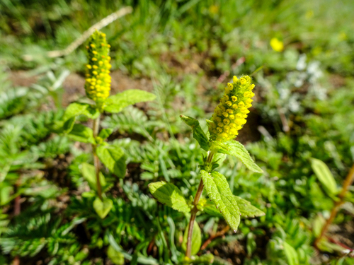Fuzzy Himalayan Mint (Elsholtzia eriostachya)