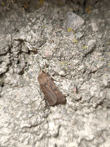 Square-spot Rustic