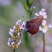 Callophrys augustinus iroides - Photo (c) David A. Hofmann, μερικά δικαιώματα διατηρούνται (CC BY-NC-ND)