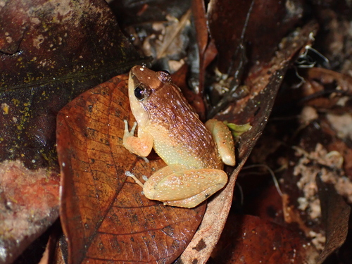 Limnonectes plicatellus observed 2026-07-11