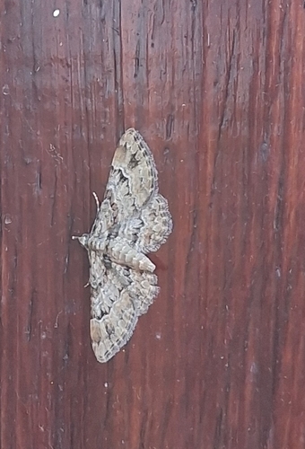 Double-striped Pug