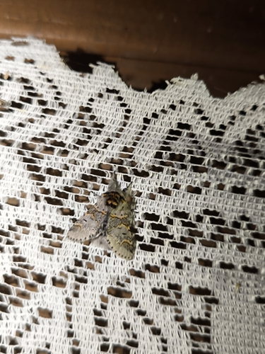 Sallow Kitten