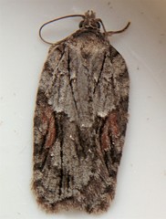 Acleris ptychogrammos