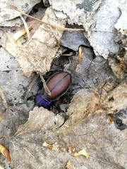 Carabus schoenherri
