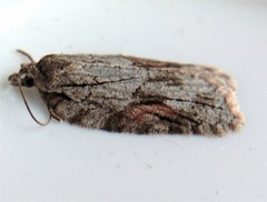 Acleris ptychogrammos
