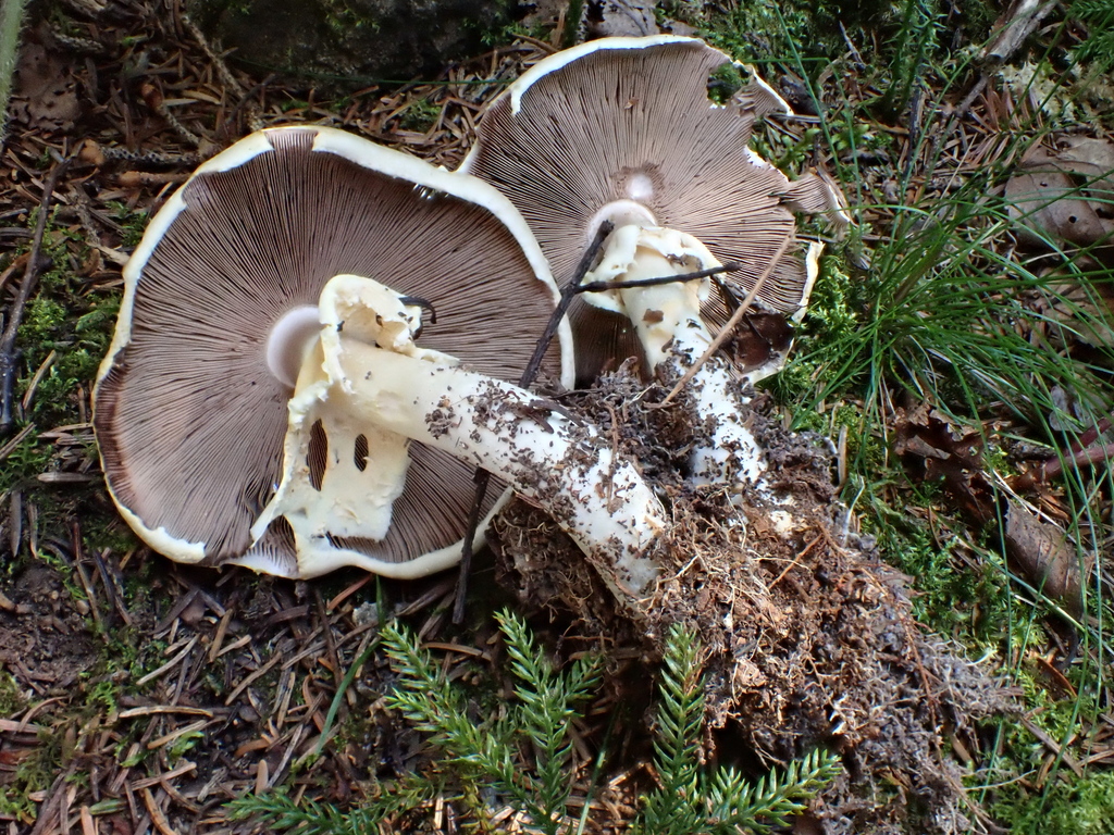 Agaricus summensis