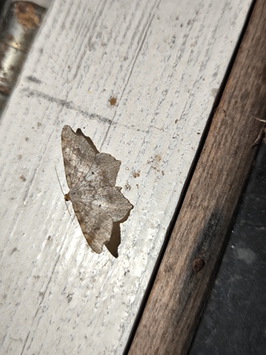Sharp-angled Peacock Moth