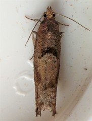 Pseudexentera vaccinii