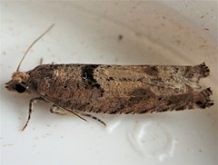 Pseudexentera vaccinii