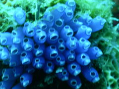 Clavelina puertosecensis
