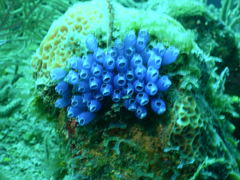 Clavelina puertosecensis