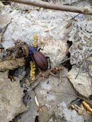 Carabus schoenherri