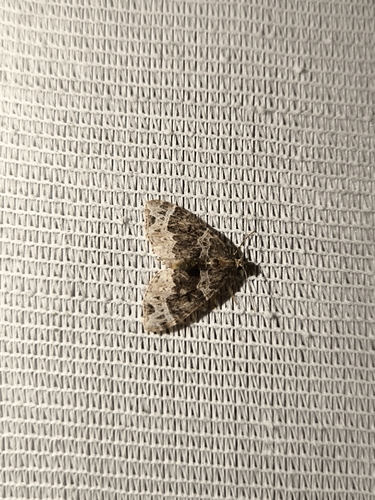 Small Phoenix