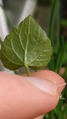 Campanula portenschlagiana