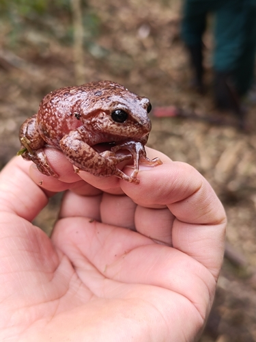 Elegant Robber Frog, Pristimantis elegans