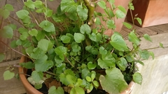 Campanula portenschlagiana