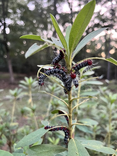 Azalea Caterpillar Moth