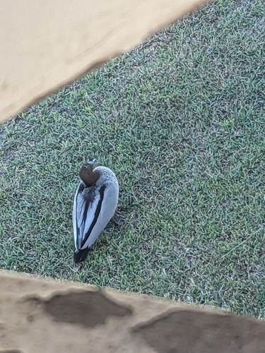 Australian Wood Duck