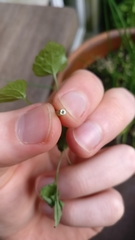 Campanula portenschlagiana