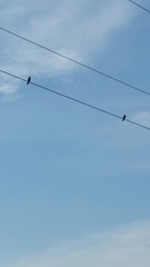 Petrochelidon pyrrhonota