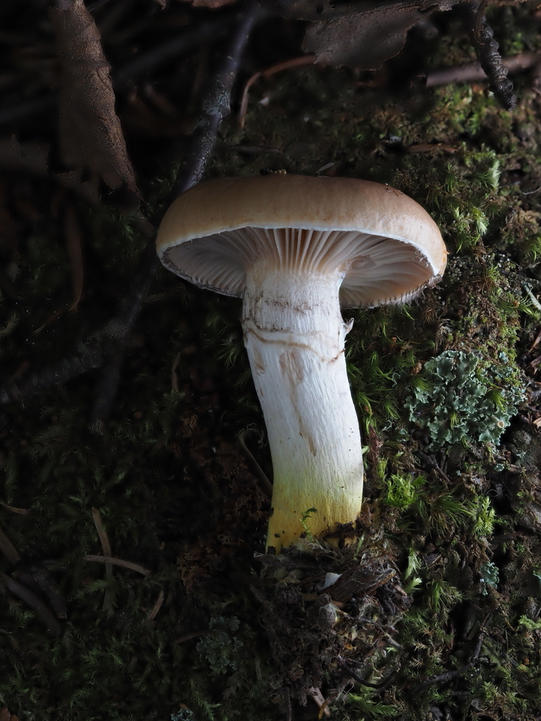 Gomphidius borealis