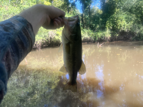 Largemouth Bass