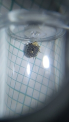 Cionus scrophulariae