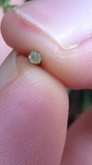 Campanula portenschlagiana