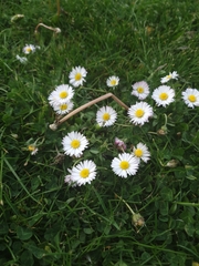 Bellis perennis