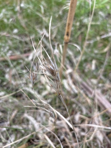 Kangaroo Grass