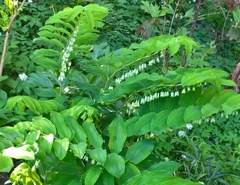 Polygonatum multiflorum