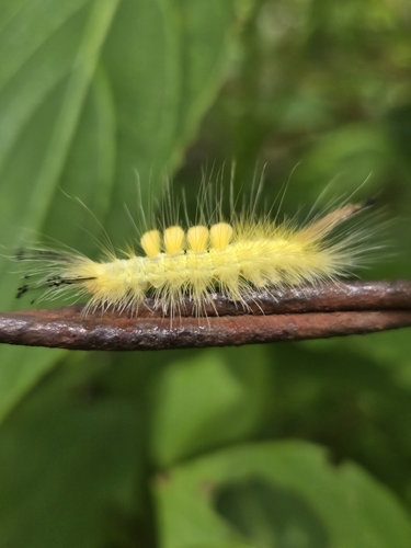Definite Tussock Moth