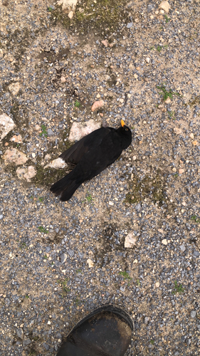 Eurasian Blackbird