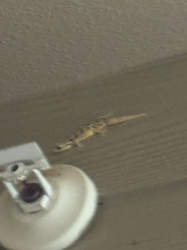 Lepidodactylus lugubris observed 2026-08-12