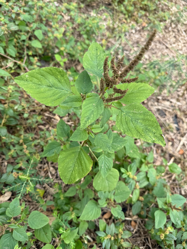 Amaranthus viridis observed 2026-08-13