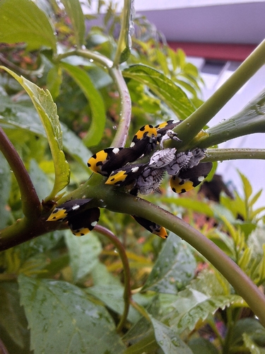 Mexican Treehopper