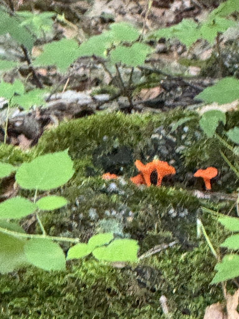 Red Chanterelle · August 2026 · photo: Photo: (c) Sinéad Tuttle-Lerner, some rights reserved (CC BY) · iNaturalist