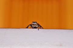 Phidippus phoenix