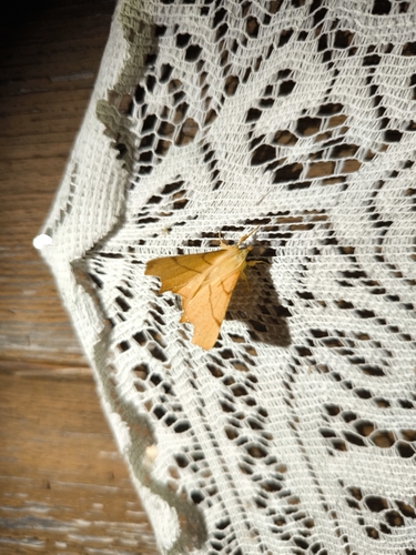 September Thorn
