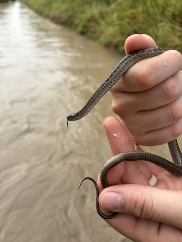 Western Terrestrial Garter Snake