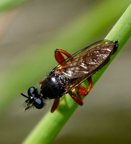 iNaturalist observation photo of Red-legged Laphria